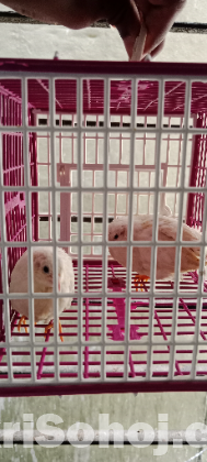 কিং কোয়েল